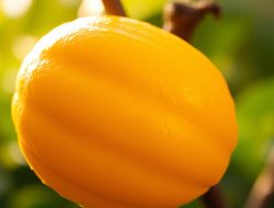Manfaat Langsat: Buah Eksotis Indonesia yang Kaya Gizi
